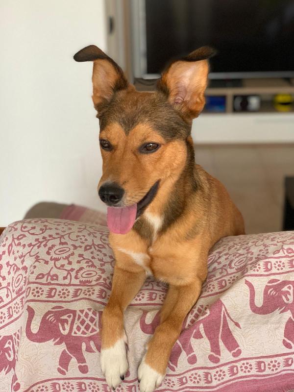 Ralph, Splendido Cagnolino Cerca Casa!